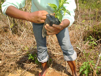 seed planting