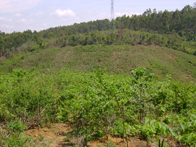 hillside restored