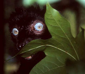 Blue-eyed black lemur