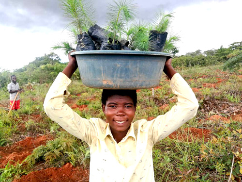 ripple africa tree planting